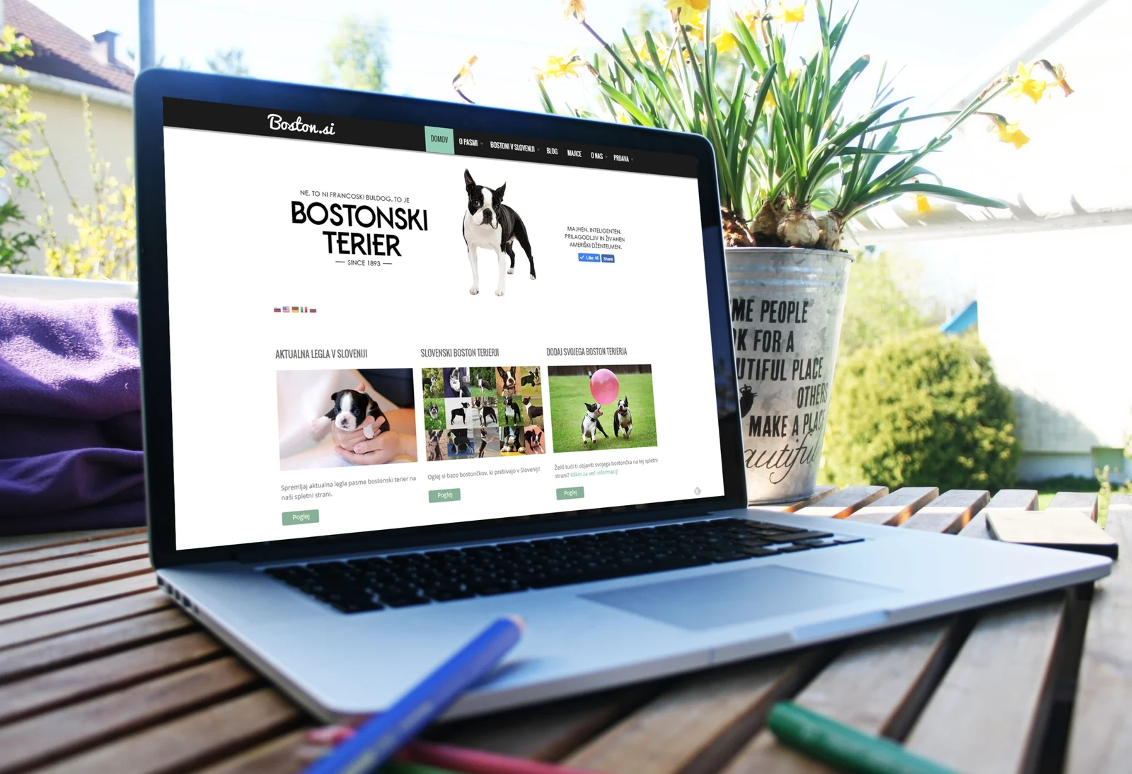 Original Boston.si community website displayed on a laptop, with breed information and community photographs.